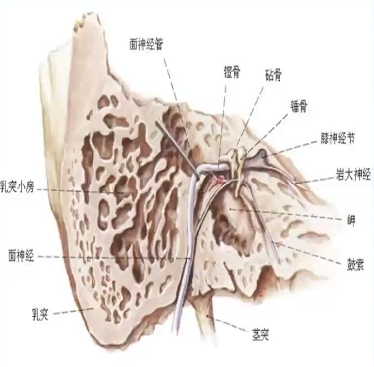 面神经走行是出于脑桥延髓沟外侧部,经内耳门,内耳道,穿内耳道底入