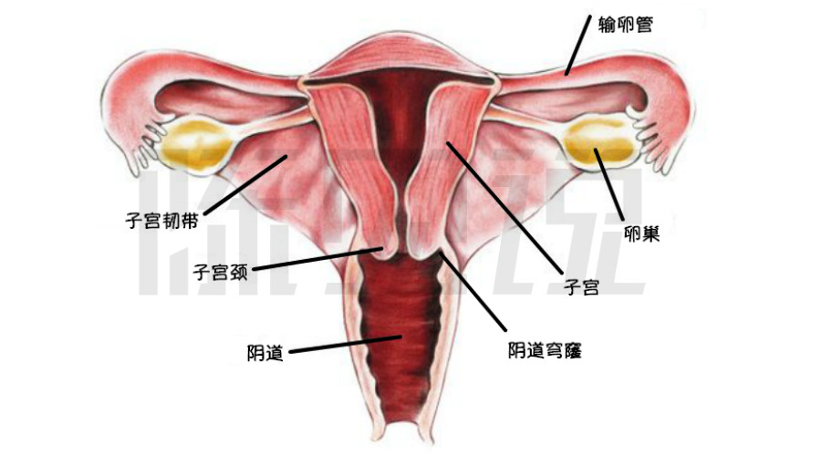 在不同的生理期,宫颈的位置和结构会呈现出或高或低,或干燥或湿润的不
