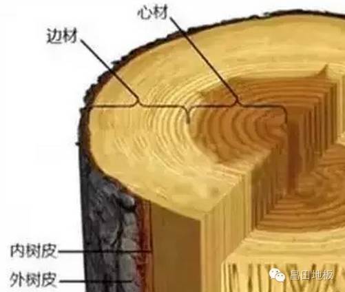 其次芯材与边材也有颜色差异,心材通常色深,位于树干横切面的内部,而