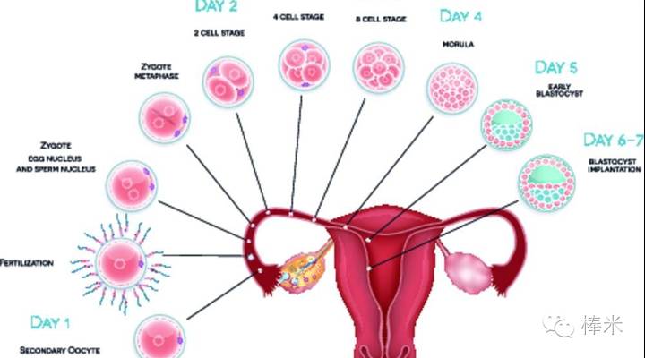 养卵三部曲!优生优育需要一颗好卵子,备孕女性必知攻略!-怀孕期
