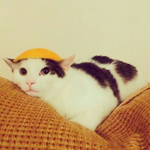 ollie 平时长这样(ins:@khan_amon_ra)