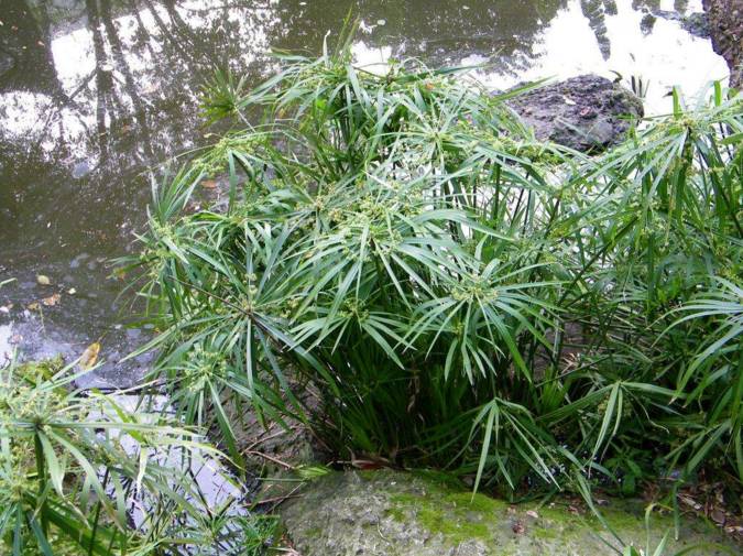 风车草: 又名伞草,旱伞草,台湾竹,是莎草科莎草属多年生草本植物,原