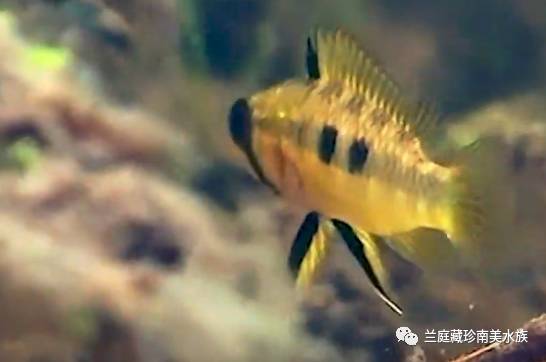白蓝特短鲷_短鲷 龙纹_短鲷水质