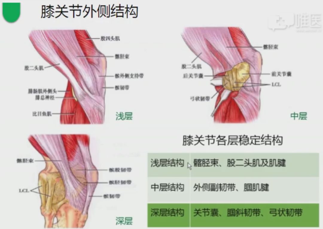 屈伸位均起主要作用的是外侧副韧带.