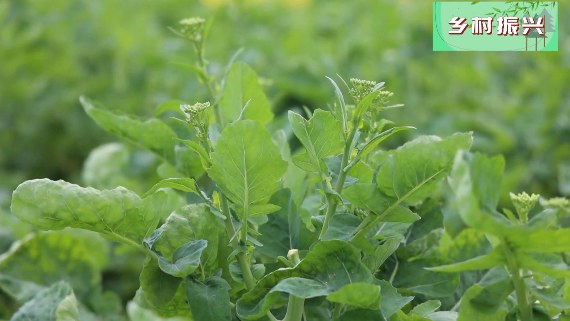 乡村振兴仁化粤油系油菜薹试种成功菜农笑逐颜开忙丰收