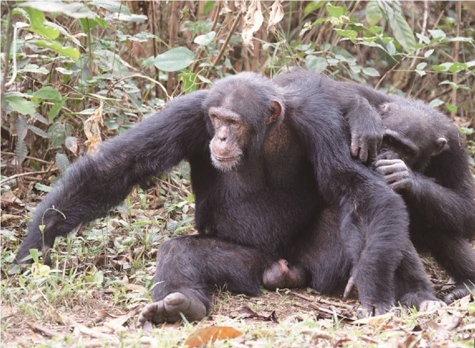 黑猩猩的政治学附猴王是怎样炼成的