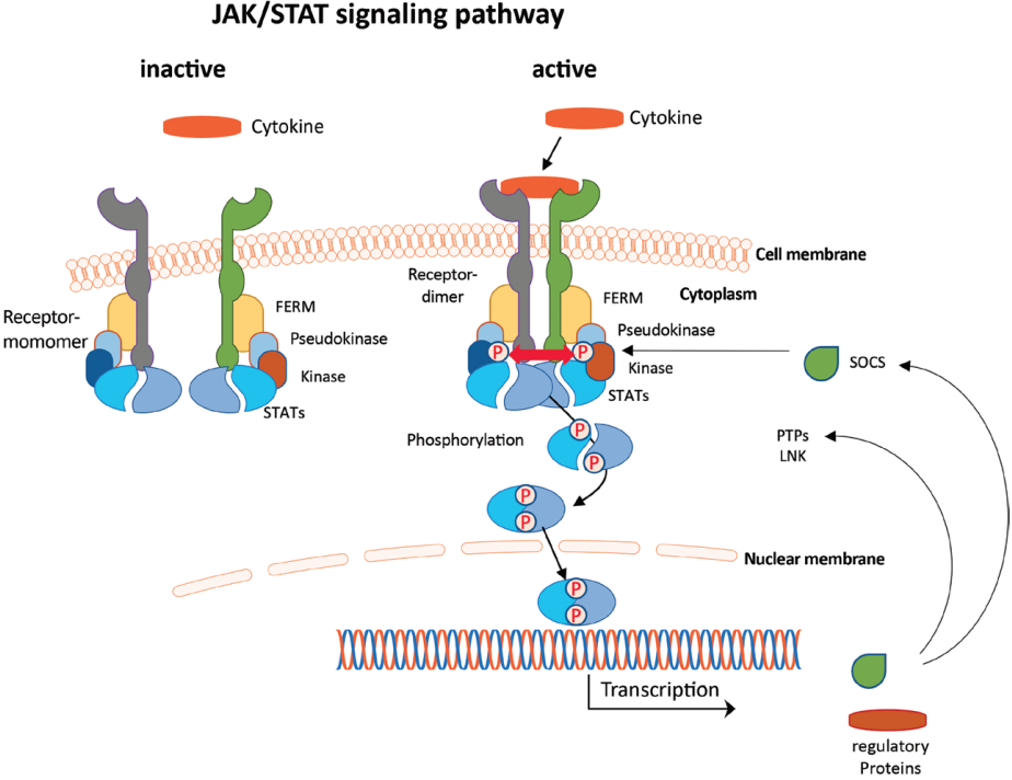 JAK抑制剂的PK特征 脉脉