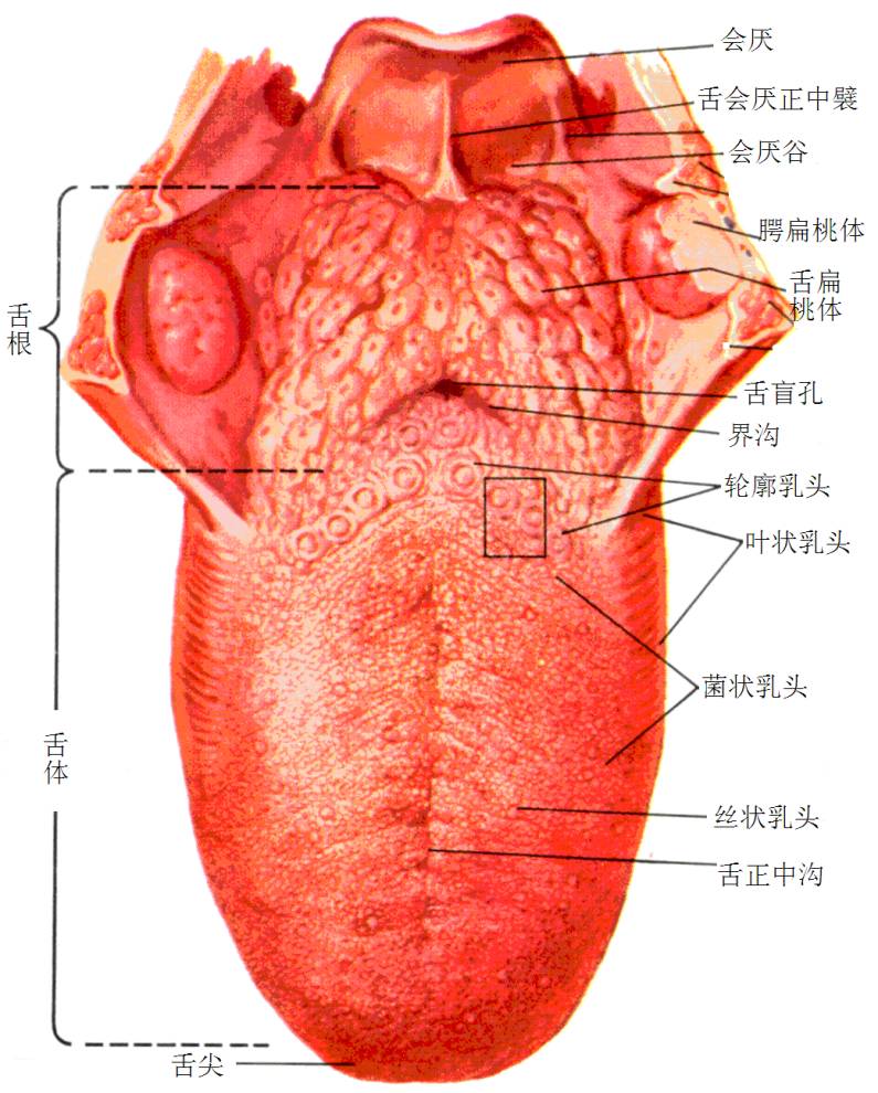 言语矫治——舌运动障碍表现