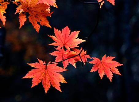 意外怀孕怎么办?药流?人流?刮宫?!-怀孕期