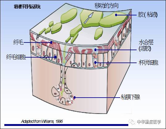 排痰机什么原理振动排痰机使用与维护-上海聚慕医疗器械有限公司