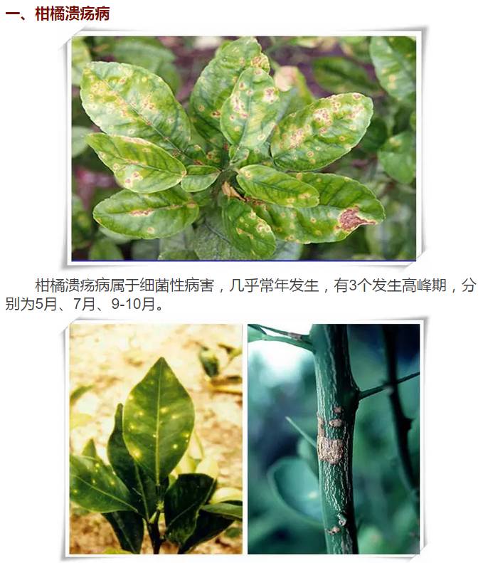 柑橘病虫害高清图谱献上,快快收藏别错过!