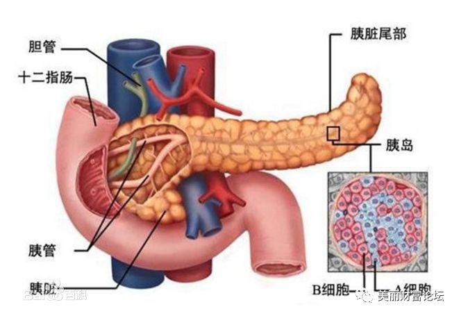 胰腺癌发现就是晚期?其实是你忽略了这6个早期信号,不