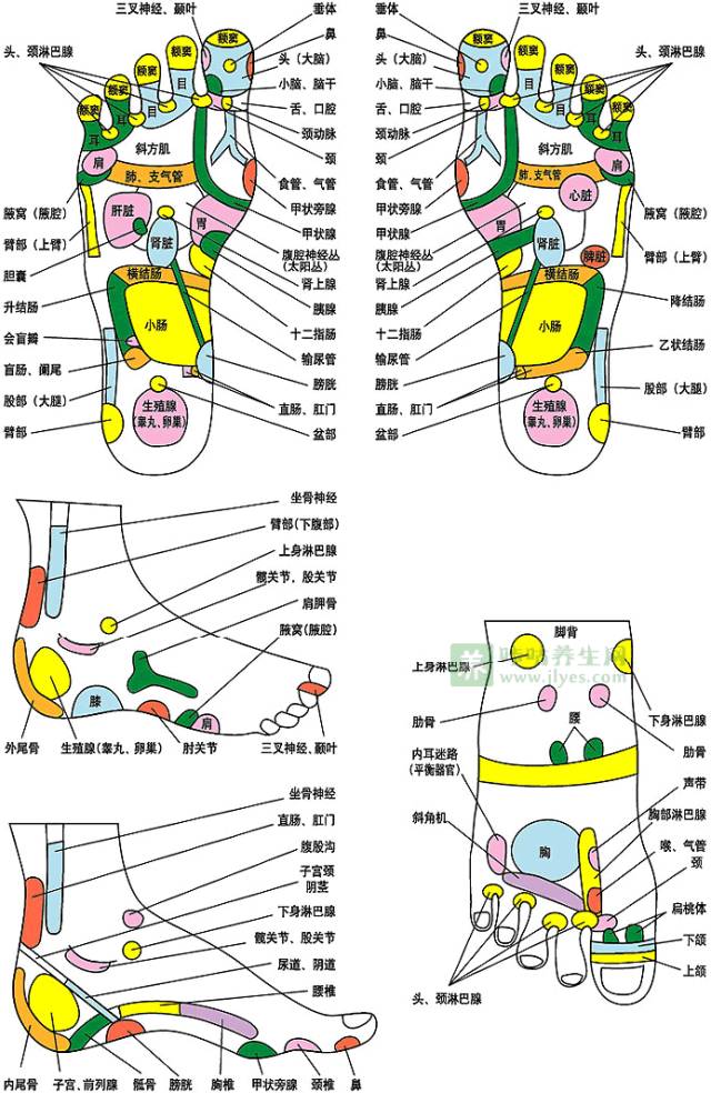 足部反射区高清图及足底按摩-足部反射区按摩图解