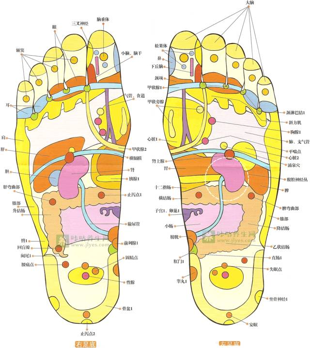 足部反射区高清图及足底按摩-足部反射区按摩图解
