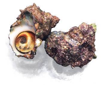 辣螺的口感_辣螺酱的做法窍门_辣螺