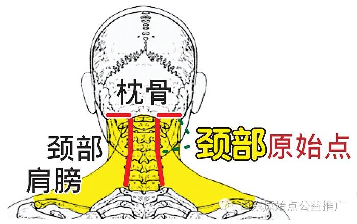 【原始点手法理论】:各部位原始点位置及其涵盖范围(头部 颈部)