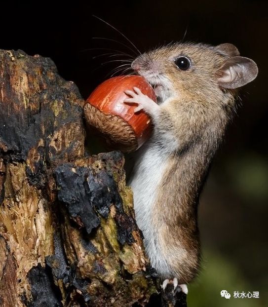 用“老鼠思维”抗击疫情