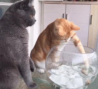 颠覆!原来猫咪最爱吃的不是鱼!这些年都误会它了…