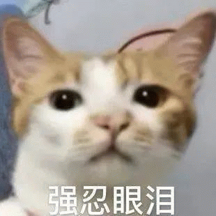 小猫咪强忍眼泪表情包猫咪表情委屈强忍着眼泪，令人心疼又觉得可爱的表情包表情包图片gif动图- 求表情网,斗图从此不求人!