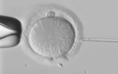 【收藏】试管移植后，如果胚胎着床了，自己会有感觉吗？