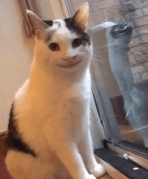 壁纸 动物 狗 狗狗 猫 猫咪 小猫 桌面 515_621 gif 动态图 动图