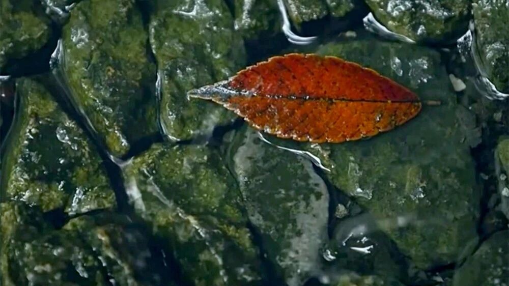 收录于合集⭐一曲妙音，一份安然