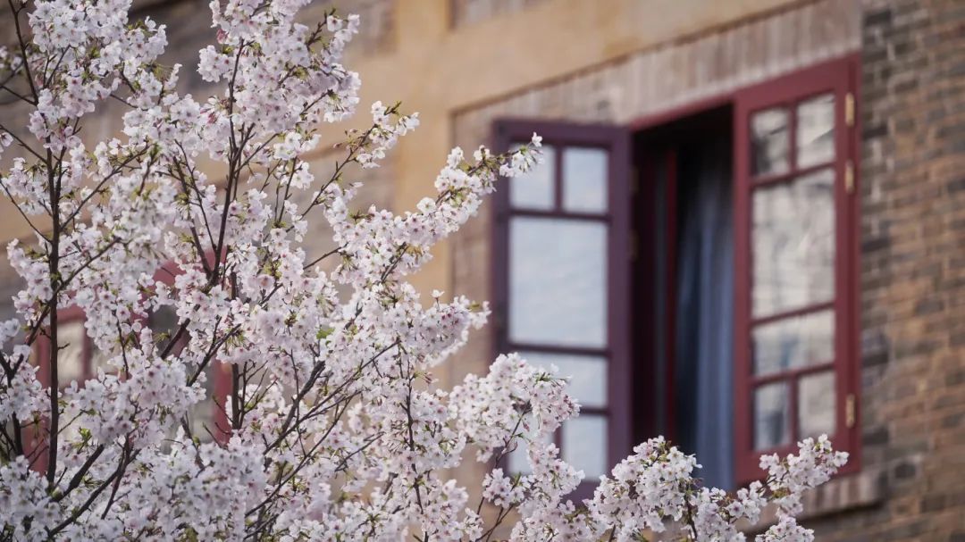 摄图网_502366438_banner_武汉大学旅游春天樱花季（企业商用）.jpg