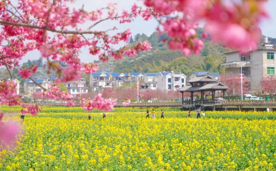 坪盘油菜花迎春盛放，金黄遍野引客来，游客们穿梭田间拍照打卡，定格春日盛景。(黄震摄）.jpg