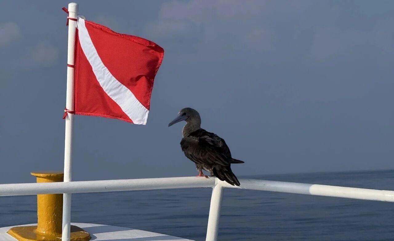 好心提醒高危漏洞，保险巨头竟威胁送我进监狱？