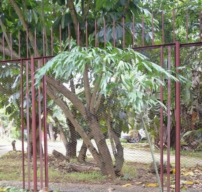 曾被世界植物研究机构于1975年宣布在地球上已经绝迹的多歧苏铁,20年