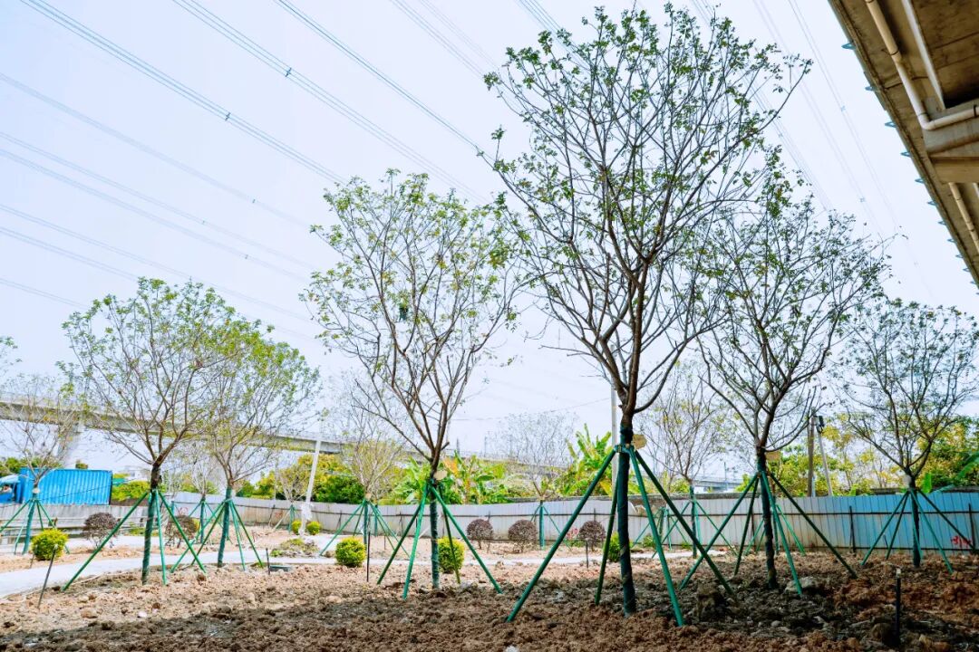 两校认捐树木 (1).jpg