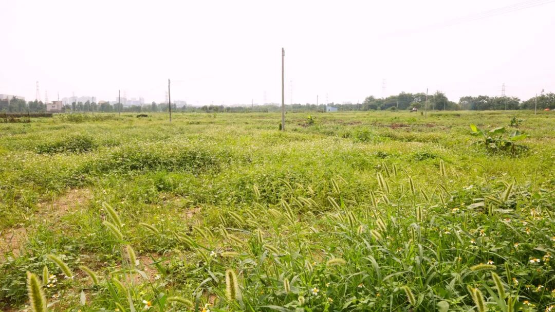 永宁农地治理后 (1).JPG