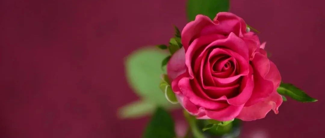 世界上最美的旋律《The Rose》多个经典版本,值得收藏!