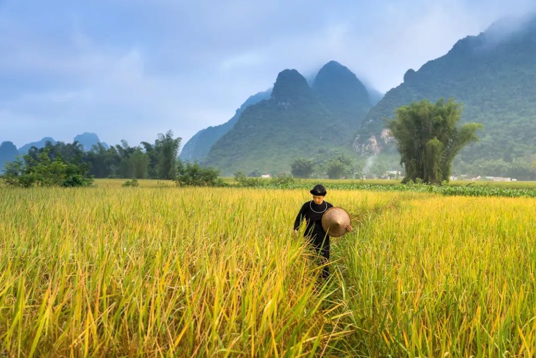Free A person walking through lush rice fields with striking mountains in the background. Stock Photo