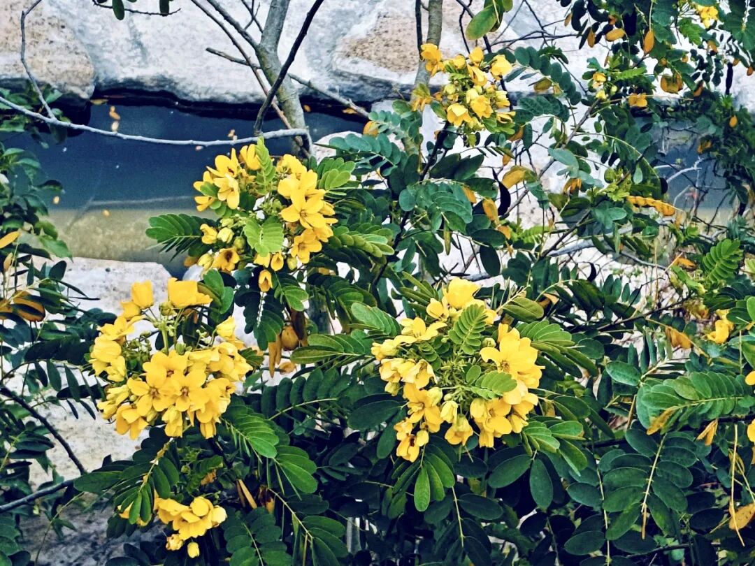 寻芳觅趣正当时，不负春光踏歌行