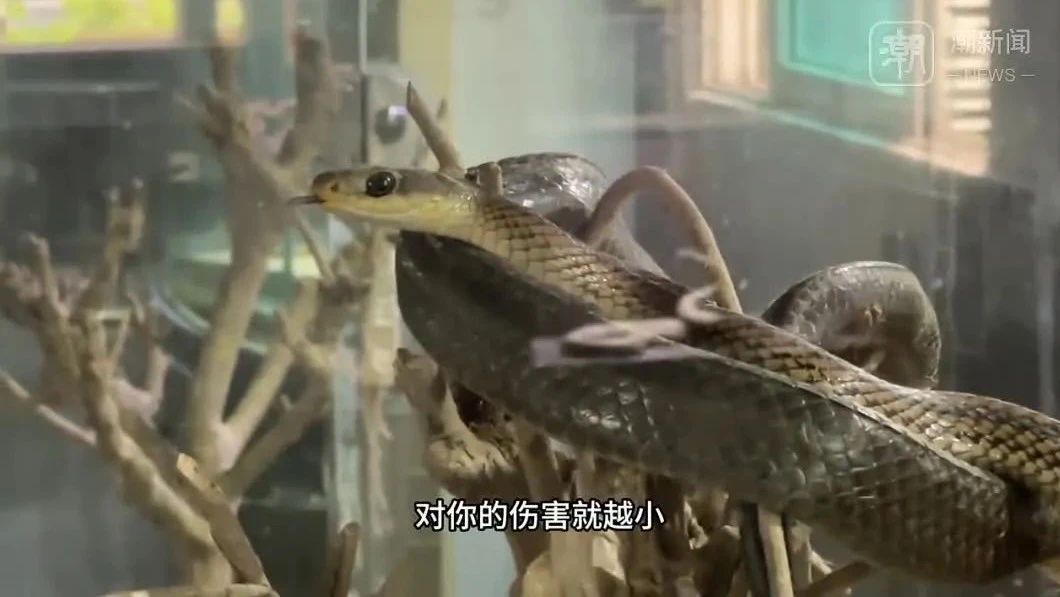浙江一村40多户养了上百万条蛇,探访“中国第一蛇村”，最高峰时近百户村民养了300多万..