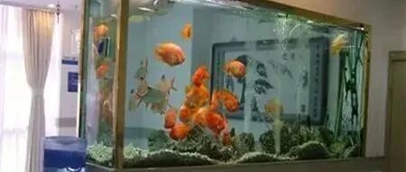 养鱼能招财，同时也要注意这些细节