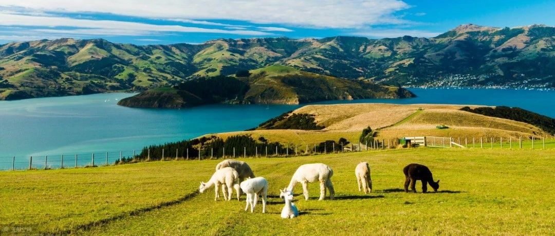 新西兰不仅牛羊肉便宜，居然连最利于移民的留学项目，￥10万就能读！！