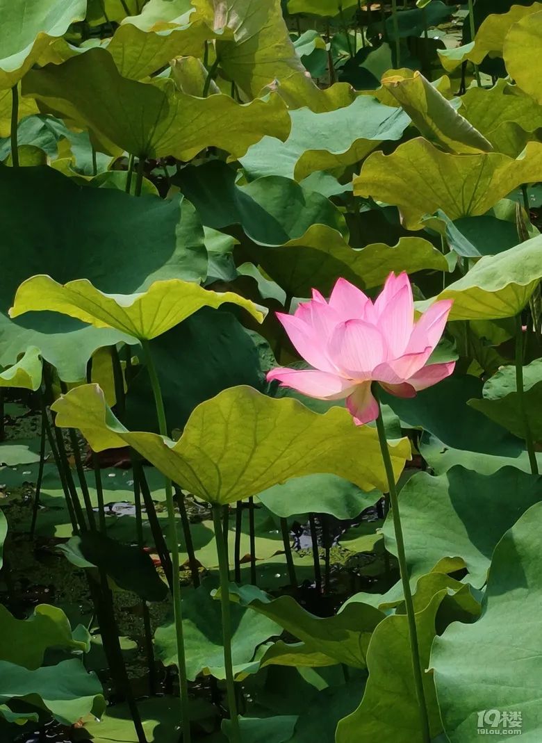华家池校区荷花盛开