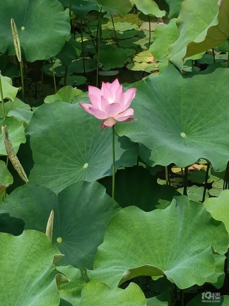 华家池校区荷花盛开