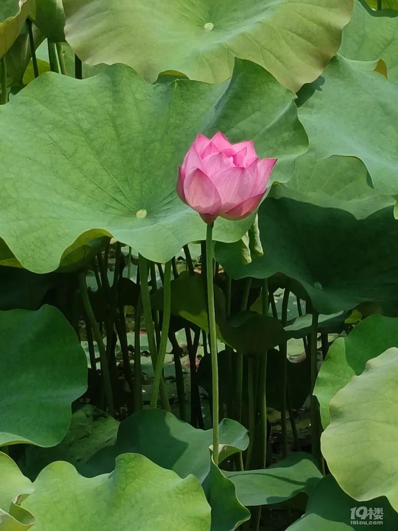 华家池校区荷花盛开