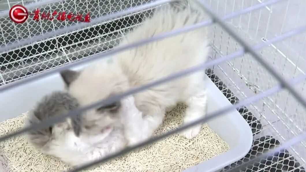 “免费领养”变每月还贷，贵阳几个大学生为养猫背上18个月“猫贷”？商家：贷的是猫粮