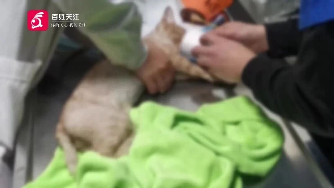 治疗过程中,爱宠突然死亡!女子崩溃:怀疑治疗措施不当