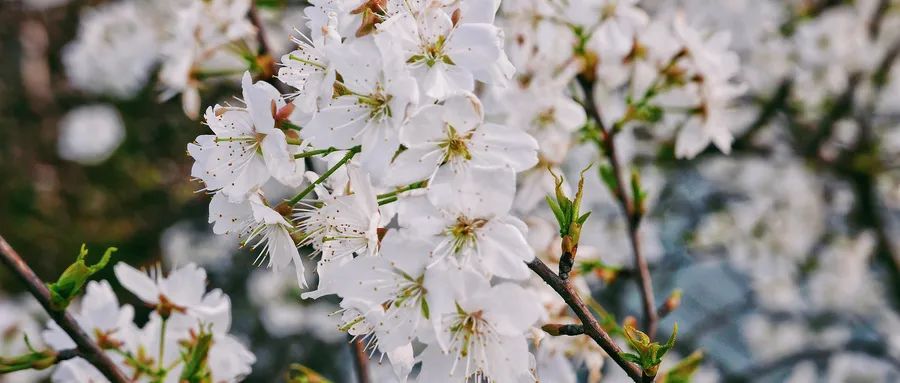 摄图网_501215331_如雪似霰的山樱花(企业商用).jpg