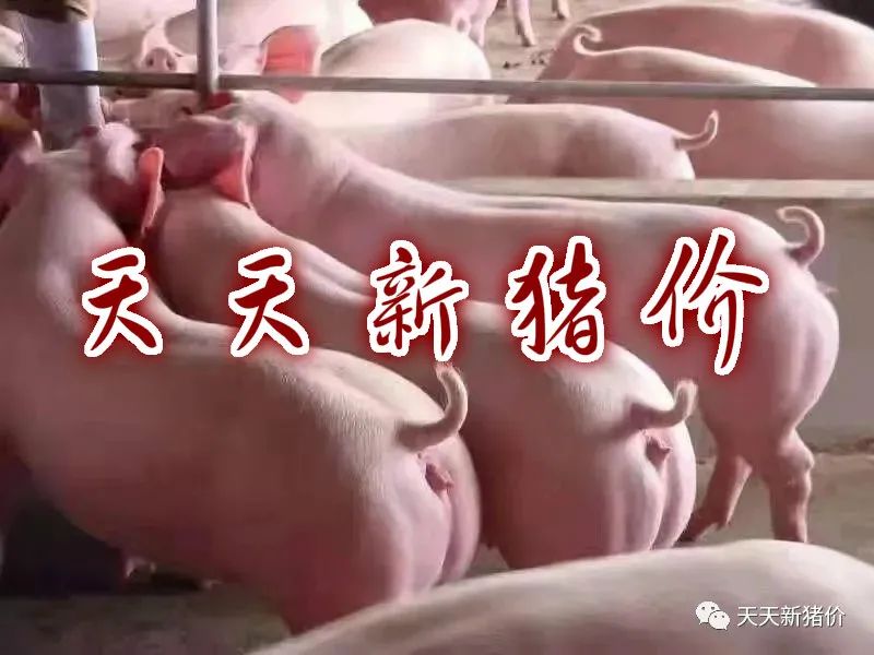 立马收到今日猪价!