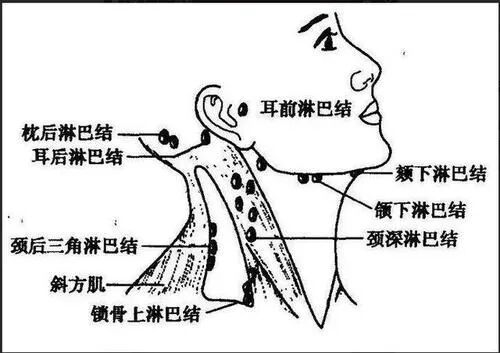 正常颈部淋巴结直径在0.2-0.