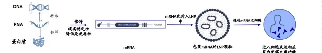 mRNA.jpg