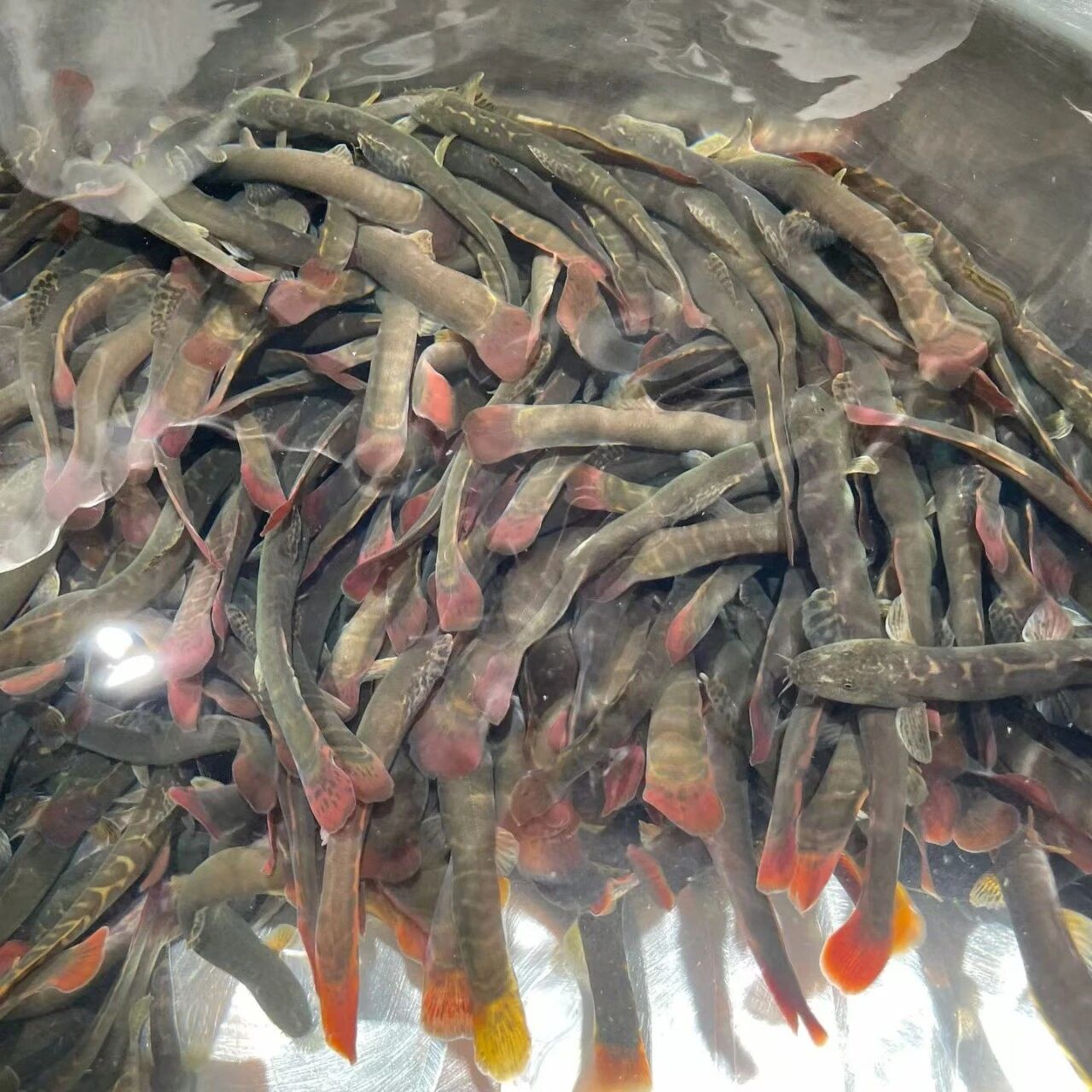 知道这是什么吗？费酒的家伙