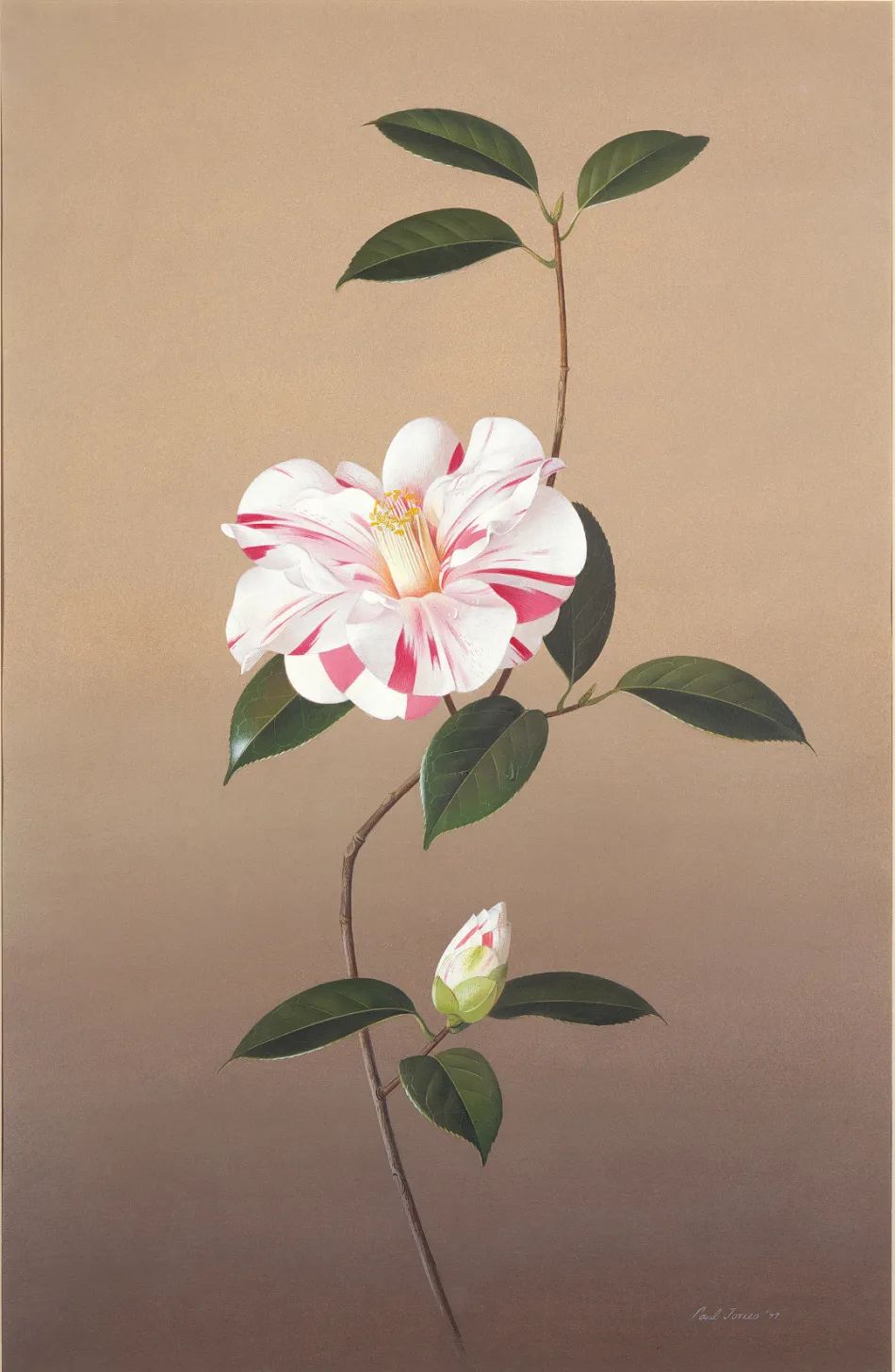 [澳]保罗琼斯《山茶花品种‘保罗·琼斯优选’》.jpg