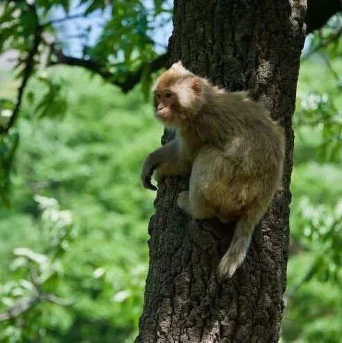 属猴人，需要摆正自己的心态，有时候稍微犹豫一下机会就错过了